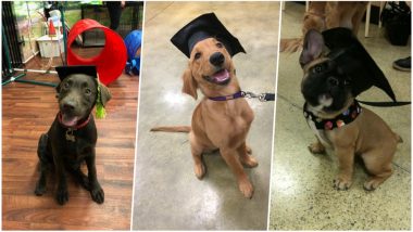 Puppy School Graduates; Twitterati is Delighted to Share the Pics as Pets Proudly Wear Graduation Caps!