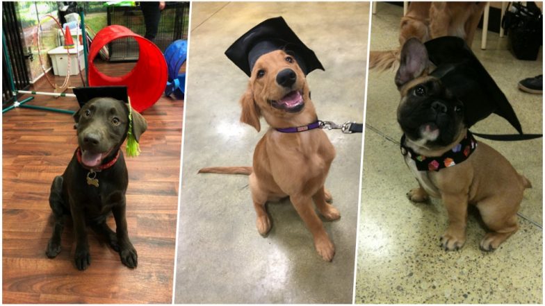 Puppy School Graduates; Twitterati is Delighted to Share the Pics as Pets Proudly Wear Graduation Caps!