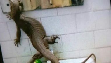 Huge Monitor Lizard Found in Girls Hostel of Netaji Subhas Institute of Technology in Delhi; View Image of the Reptile: