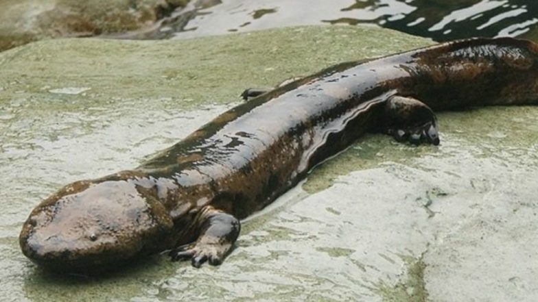 World's Largest Amphibian 'Chinese Giant Salamander' on The Verge of