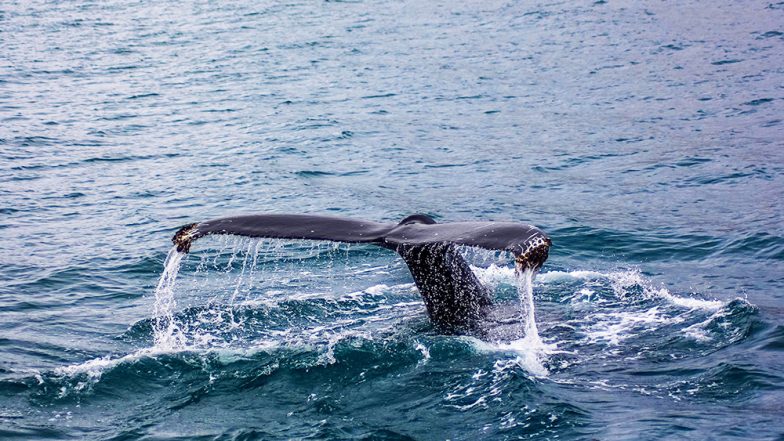 Japanese Hunters Kill 120 Pregnant Whales, 114 Babies For 'Scientific Research'