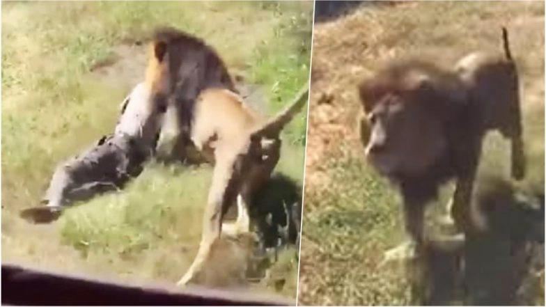 Shamba Lion Who Attacked Man in South African Park Shot Dead! Recovering British Safari Owner Mourns Killing of Wild Animal He Bottle-fed as Cub