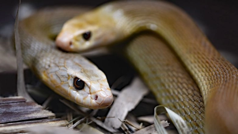 UP: 40 Baby Snakes Emerge From AC in Farmer’s House in Meerut District