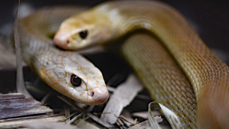 Uttar Pradesh Shocker: 40 Baby Snakes Emerge From AC in Farmer’s House in Meerut District
