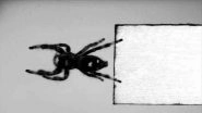 Scientists Train Spider Kim to Jump on Demand to Study Secrets of Animal Movement
