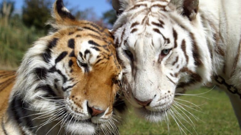 Tigers' Love Story at Delhi Zoo: Royal Bengal Tiger and White Tigress ...