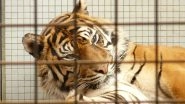 China Urged to Permanently Ban Using Rhino, Tiger Products