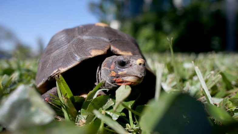 Jonathan the tortoise, World's Oldest Living Land Animal Who is Blind Can't Have Cataract Surgery as it is Risky