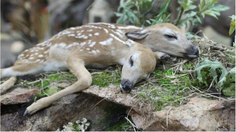 Conjoined Two-Headed Stillborn Deers Found in Minnesota will Soon be Displayed for Public Viewing