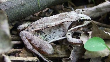 These Frogs Cannot Pee for Entire Winter Season for Their Survival in Hibernation