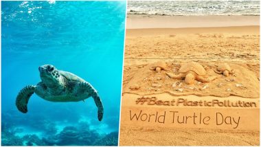 World Turtle Day 2018: Twitterati Highlights the Preservation of the Amphibian Species