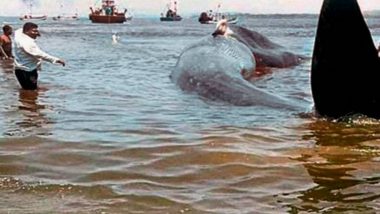 40 Feet Long Whale Washes Ashore Near Mumbai