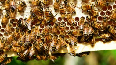 27 New Viruses Discovered in Bees by Scientists