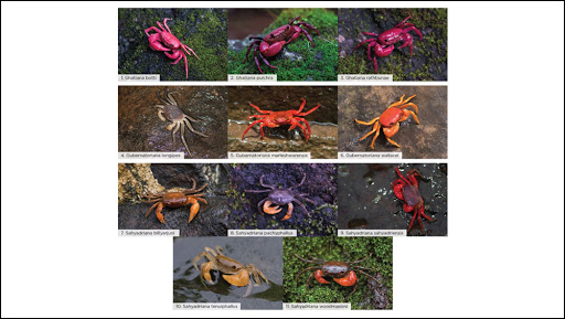 Tejas Thackeray Discovers 11-Rare Species of Crab in Western Ghats of Maharashtra: Uddhav's Son Research Published in New Zealand's Journal