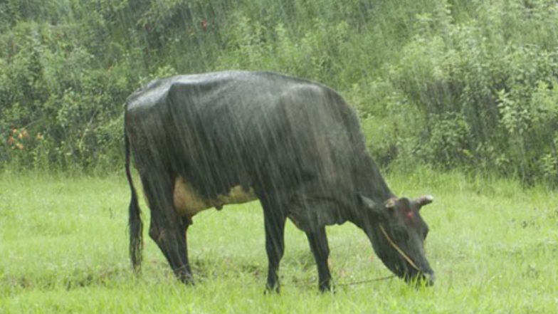 76-Year-Old Mumbai Man Gets Jailed for Leaving His Cattle Out in Rain