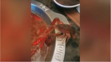 Crayfish Removes His Own Claw from a Boiling Pot, Watch the Video of This Brave Little Creature