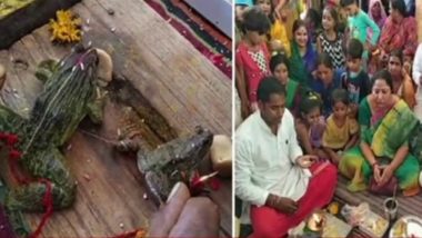 NGO Requests Police to Protect Frogs 'Married Forcibly' in Madhya Pradesh in Order to Appease Rain Gods