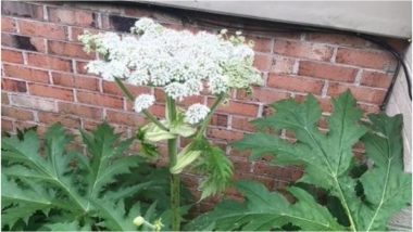 Giant Hogweed Plant Causes Blindness and Skin Burns Discovered in Virginia, United States