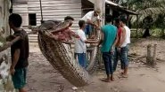 Shocking Video of Giant Python Eating an Indonesian Woman Will Freak You Out: Disturbing Images of Human Body Found in Big Snake&rsquo;s Belly