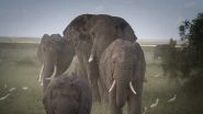 Over 300 Elephants Mysteriously Dead in Botswana in Two Months