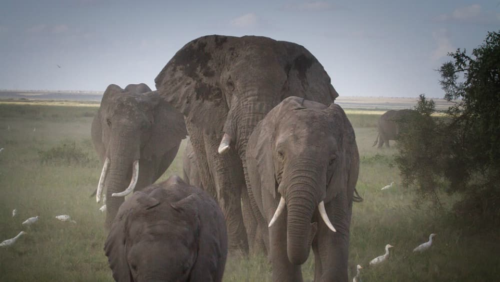 Uttarakhand High Court Bans Usage of Chilli Bombs to Drive Away Elephants Uttarakhand High Court Bans Usage of Chilli Bombs to Drive Away Elephants
