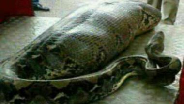 Indonesian Woman Swallowed by Giant Python Snake