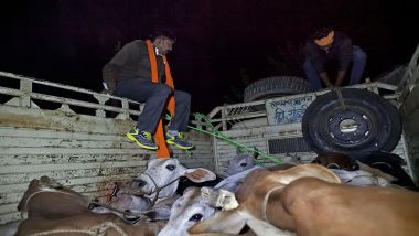 Aligarh: Gau Rakshaks Attack Govt Vehicles Transporting Stray Cows Over WhatsApp Rumour, Booked Under NSA