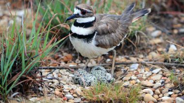 Bluefest, Canada's Music Festival is on Hold Due to a Small Bird and Its Four Eggs