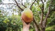 Kohitur Mango, Which Sells at Rs 1500 a Piece, Should be Accorded GI Tag: West Bengal Government