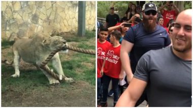 Three WWE Wrestlers vs Lion Cub Tug-of-War Video: Watch This Amazing Contest From San Antonio Zoo, Can You Guess The Winner?