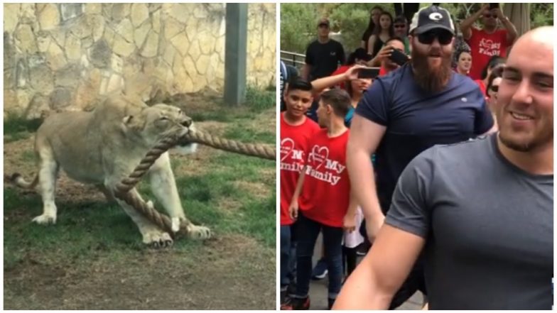 3 wwe wrestlers vs a lion cub