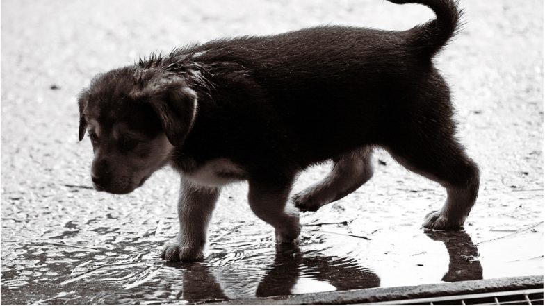 Monsoon Care Tips for Pets: Easy & Effective Ways To Keep Your Dogs & Cats Safe