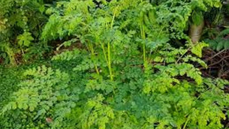 Moringa Oleifera: Indian Tree Seed to Bring Water to Millions