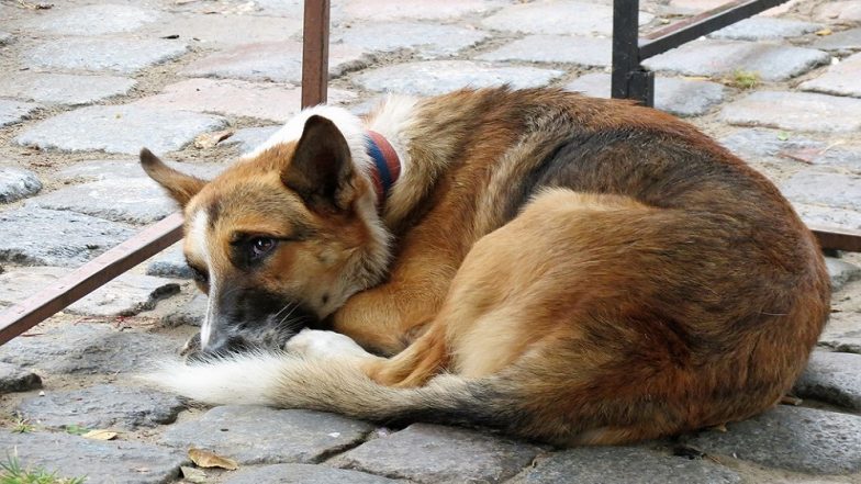 Mumbai Resident Yogesh Shinde Starts Ambulance Service to Take Injured Animals to Hospital