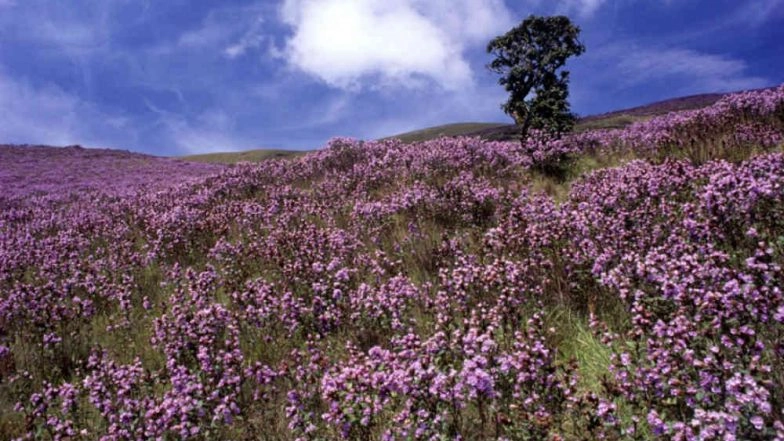 Neelakurinji Flowers to Bloom This August After 12 Years at Kerala’s Eravikulam National Park; Online Ticket Booking Begins