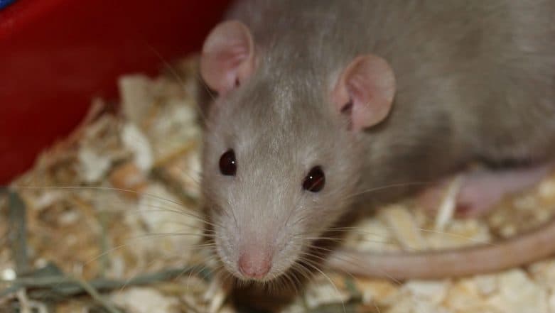 Rats prefer to help their own kind. Humans may be similarly wired