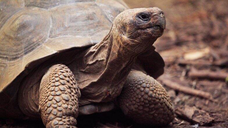 100-Year Old Tortoise Tries to Run Away, Covers Only 1.5 Kilometers in ...