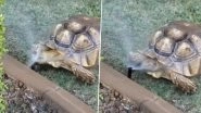 Tortoise Cools Off The Heat by Enjoying Water Sprinkler, Watch The Cute Video From Arizona