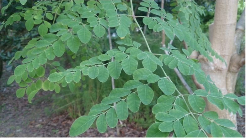 Fossilised Leaves of Jurassic Period Found by Geologists in Jharkhand