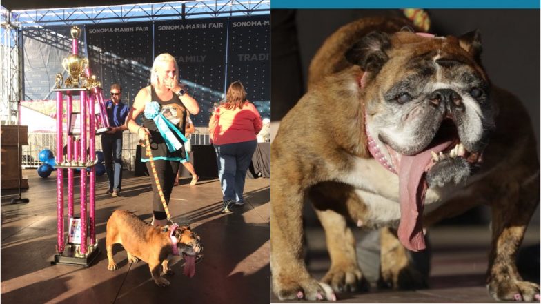 World&rsquo;s Ugliest Dog 2018 Title Goes to English Bulldog Zsa Zsa at a Contest in San Francisco