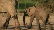 Mother Elephant Rescues Her Calf Out of 20-feet-deep Pit Before Helping Herself, Touching Video Goes Viral