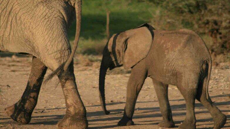 Mother Elephant Rescues Her Calf Out of 20-feet-deep Pit 