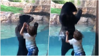 Jungle Book Relived! Bear Jumping with 5-year-old Boy at Nashville Zoo Reminds us of Mowgli & Baloo the Bear; Watch Video