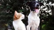 Dogs or Cats? Know Who is Smarter and Why According to Scientific Backing!