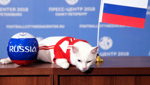 Russia vs Saudi Arabia, 2018 FIFA World Cup Winner Prediction: Achilles the Cat Says Hosts Russia Will Win, Watch Video