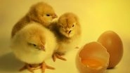 Hundreds of Chicks Hatch from Spoiled Eggs Swarm in a Landfill; Watch Viral Video