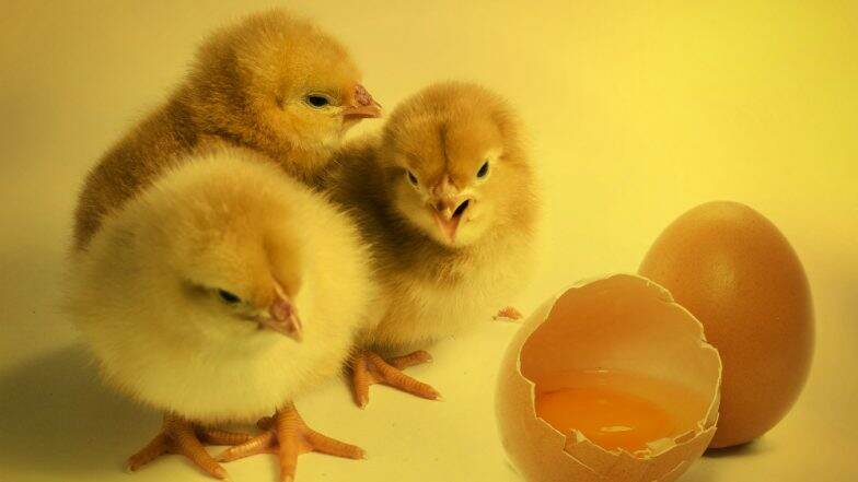 Hundreds Of S Hatch From Spoiled Eggs Swarm In A Landfill Hundreds Of S Hatch From Spoiled Eggs Swarm In A Landfill Watch Viral Video