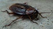 Live Cockroach Removed from a Man&rsquo;s Ear Canal After It Crawled While He Was Asleep, Watch Viral Video