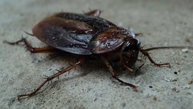 Live Cockroach Removed from a Man’s Ear Canal After It Crawled While He Was Asleep, Watch Viral Video