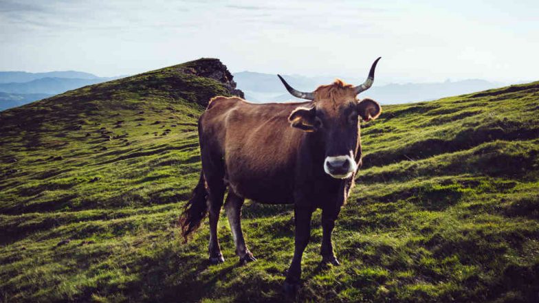 Pregnant Cow Goes Over EU Border, Sentenced to Death for ‘Illegally’ Wandering